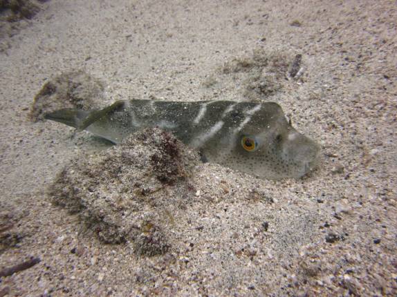 Peixe se esconde na areia em mergulho em Isabel, em Galápagos (foto de Maria Edwards)